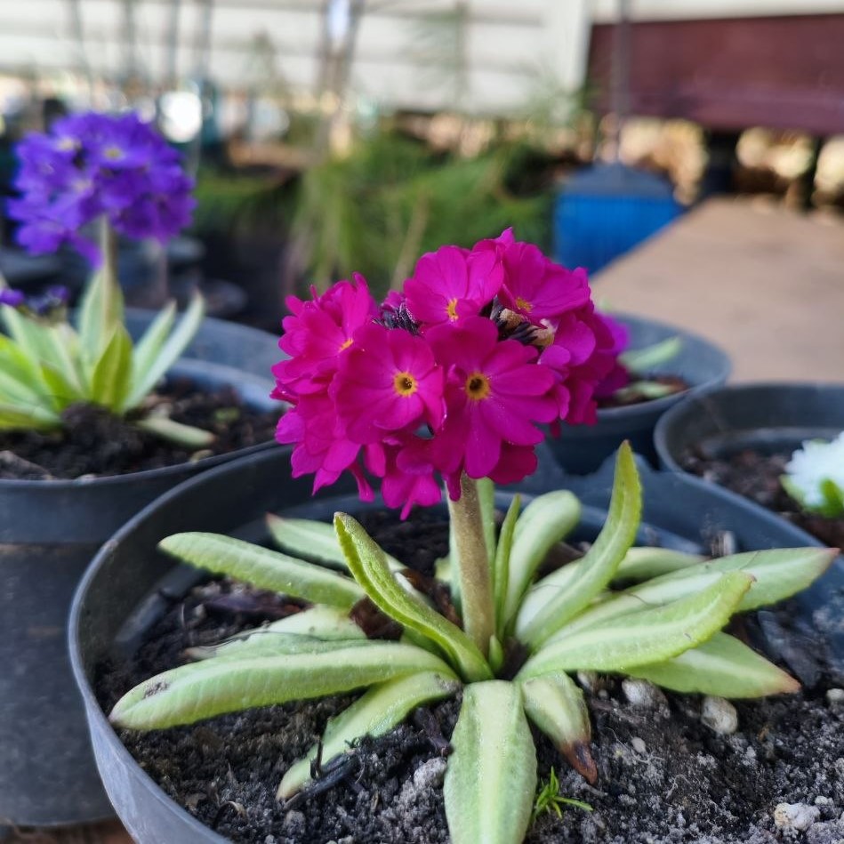 Первые заметные шаги этого сезона  